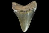 Serrated, Fossil Megalodon Tooth - Georgia #104973-2